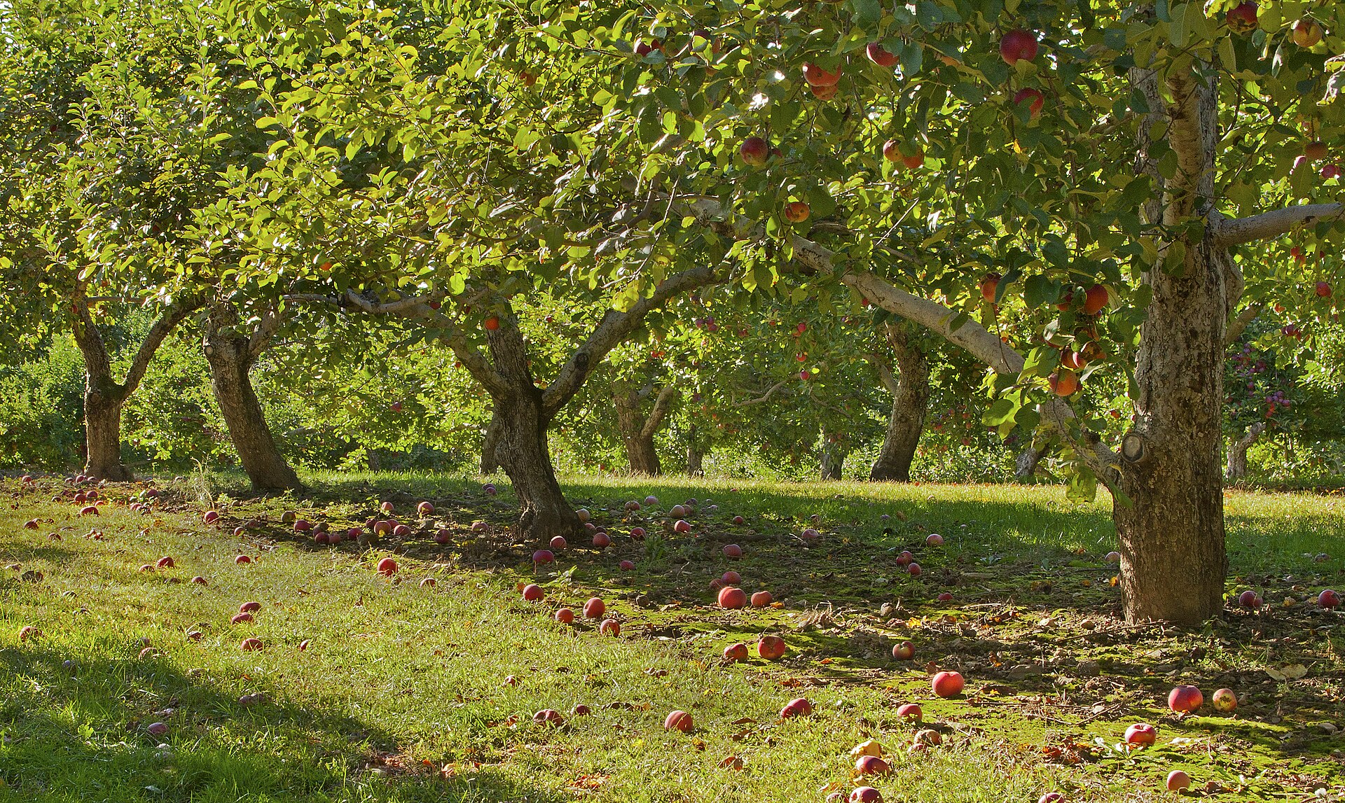 An autumn orchard full of red apples